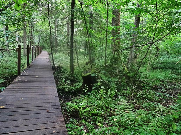 Białowieża